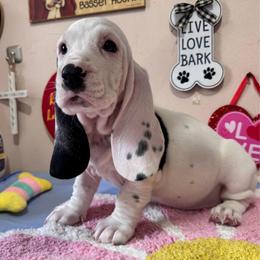 Pip - Black brown and white female Basset Hound puppy in Pilot Mtn, North Carolina from Lowdown Love Basset Hounds