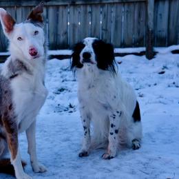 American Corgi and Border Collie Puppies from Duncan's Border Collies and Corgis