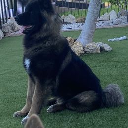 Akita Puppies from 239 Sunshine Akitas