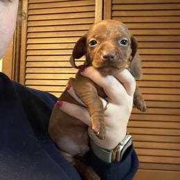 Pike - Red male Dachshund puppy in Athens, Texas from County Road Puppies