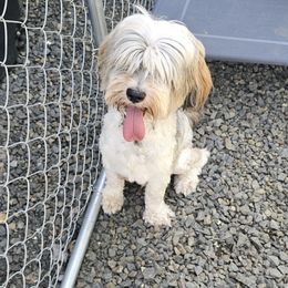 Abria - Tibetan Terrier
