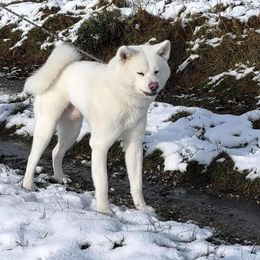 Japanese Akitainu puppies from Winmont Akitas