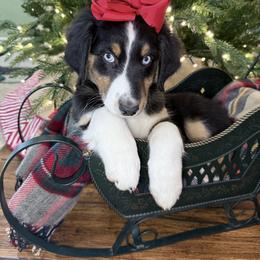 Ebony - Black tri-color female Aussiedoodle puppy in Buffalo, Illinois from Pear Tree Pups