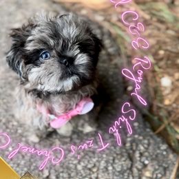 AKC Merle Shih Tzu Chanel - Tricolor female Shih Tzu puppy in Athens, Georgia from C&E Royal Shih Tzu