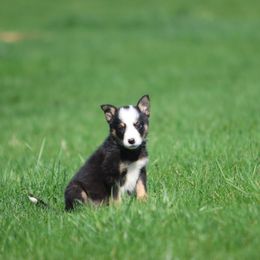 Boy 1 - Tri-color Border Collie puppy in Cadiz, Ohio from Graham Livestock