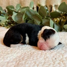 Libby - Tri-color female Bernedoodle puppy in Perrysville, Ohio from Pleasant Valley Bernedoodles