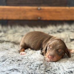 Amber - Piebald female Dachshund puppy in Clifton, Idaho from Diamondline Doberman