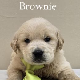 Boy 1 - Light golden male Golden Retriever puppy in Milford, Michigan from Servant Kennel