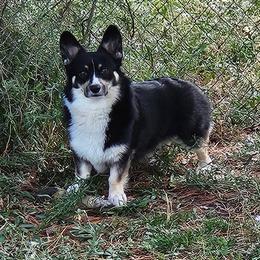 Stitch - Pembroke Welsh Corgi