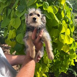 Tara - Black and tan female Yorkipoo puppy in Henderson, North Carolina from Dorans Danes and Doodles