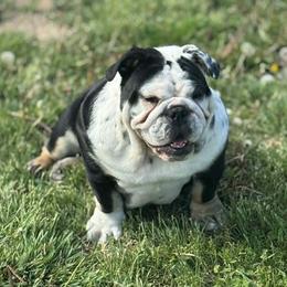 Cupcake - Bulldog