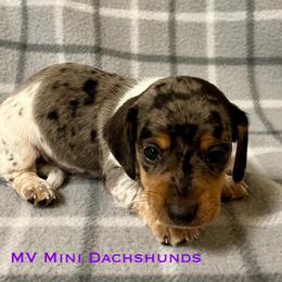 King - Dapple male Dachshund puppy in Carlsbad, Texas from MV Mini Dachshunds