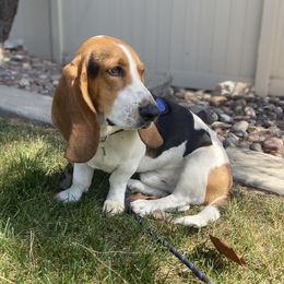 CLYDE - Basset Hound