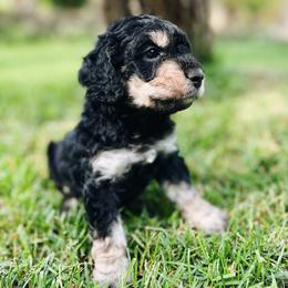 Cavapoo, Goldendoodle, and Golden Retriever Puppies from Canterbury Canines