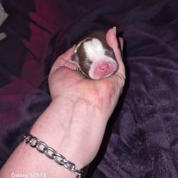 Atreus - Seal brindle and white male Boston Terrier puppy in Colorado Springs, Colorado from M&Bs Boston Terriers