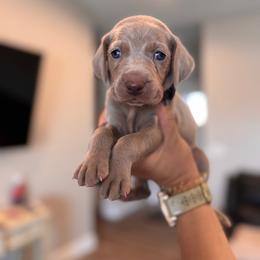 Gunner - Black Collar - Silver gray male Weimaraner puppy in Riverside, Utah from Blue Phantom Kennels