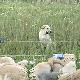 Willow - Anatolian Shepherd Dog