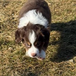 Cupid - Red tri male Miniature Australian Shepherd puppy in Pinnacle, North Carolina from Higher Elevations Mini Aussies