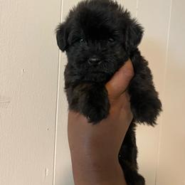 Ken 1800 - Sable male Yorkipoo puppy in Gastonia, North Carolina from Dynasty Kennel