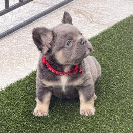 Dalton-AKC Fluffy Long Hair - Tricolors male French Bulldog puppy in Palm Coast, Florida from Calypso Island French Bulldogs
