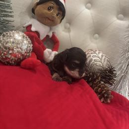 Boy 4 - Liver male Miniature Schnauzer puppy in Yorktown, Texas from Snanzzy Minature Schnauzers