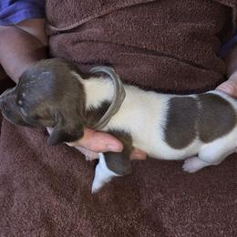Gray Boy 5 - White and liver male German Shorthaired Pointer puppy in Lindsay, California from Dori's Danes