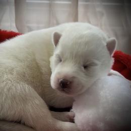 Roux - White male Siberian Husky puppy in Atlanta, Georgia from Lobban Huskies