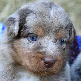 Muffin - Red merle female Australian Shepherd puppy in Darrington, Washington from Cart River Aussies