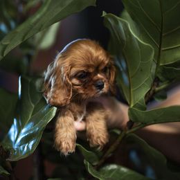 Cavalier King Charles Spaniel Puppies from Tsarevich Goldens and Cavaliers