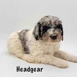 Headgear - Merle male Goldendoodle puppy in Milford, Pennsylvania from Doodles Are Golden