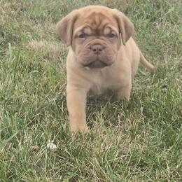 Purple girl - Fawn female Dogue de Bordeaux puppy in Michigan from Boondocks Bordeaux