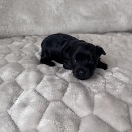 Velma - Black and tan female Yorkshire Terrier puppy in Elk Ridge, Utah from Janita's Yorkshire Terriers