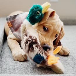 Labrador Retriever Puppies from Knotty Creek Labradors
