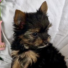 Ghini - Black and tan female Yorkshire Terrier puppy in Riverside, California from Empire Yorkies