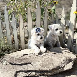 Miniature Schnauzer Puppies from Schnauzers on Robinson Lane