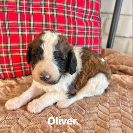 Oliver - Parti male Poodle puppy in Athens, Georgia from Alexander’s Standard Poodles
