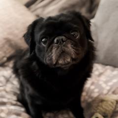 Caesar - Pug