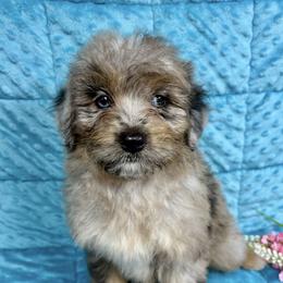 MoDean - Blue merle female Miniature Australian Shepherd puppy in Marshall, Arkansas from Buffalo River Puppies