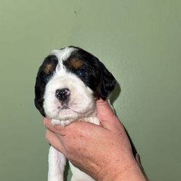 Ren - Black white and tan male English Springer Spaniel puppy in Williston, Florida from Parks Paradise Springers
