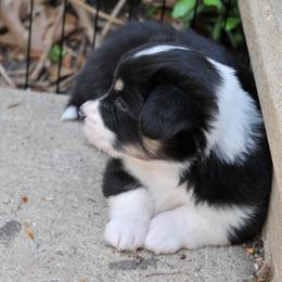 Murphy - Black and tan female Pembroke Welsh Corgi puppy in North East, Maryland from Potato Patch