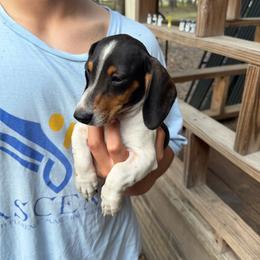 Sam - Piebald male Dachshund puppy in Florence County, South Carolina from Modern Family Standards