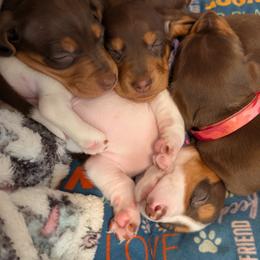 Dachshund Puppies from Ferrario Dachshunds