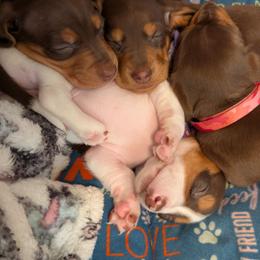 Dachshund Puppies from Ferrario Dachshunds