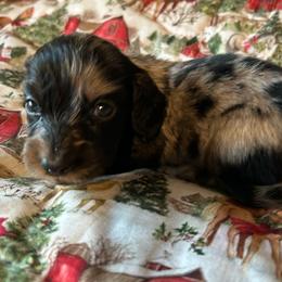 Girl 3 - Dapple female Dachshund puppy in Buchanan, Georgia from Kiser Creek Dachshunds