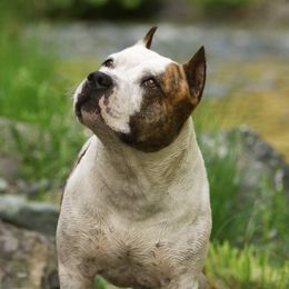 Rowdy - American Staffordshire Terrier