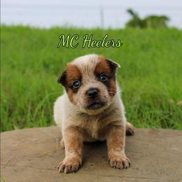 Salem - Red speckled female Australian Cattle Dog puppy in Waxahachie, Texas from MC Heelers