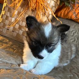 Cashew - Sable female Pembroke Welsh Corgi puppy in Lima, New York from Hickory Springs Corgis