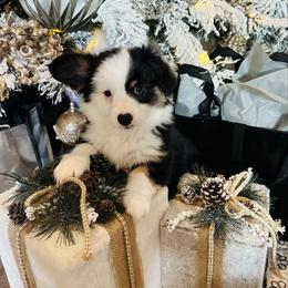 Britton - Black and tan female Pembroke Welsh Corgi puppy in Cashion, Oklahoma from Shabby Chic Corgis