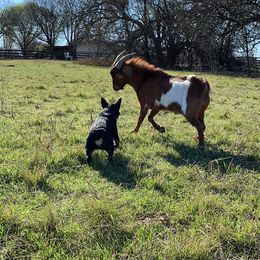 Australian Cattle Dog Puppies from LoveAHeeler