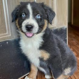 Male 3 - Black tri-color male Australian Shepherd puppy in Smithville, Arkansas from Harris Farms and Aussies